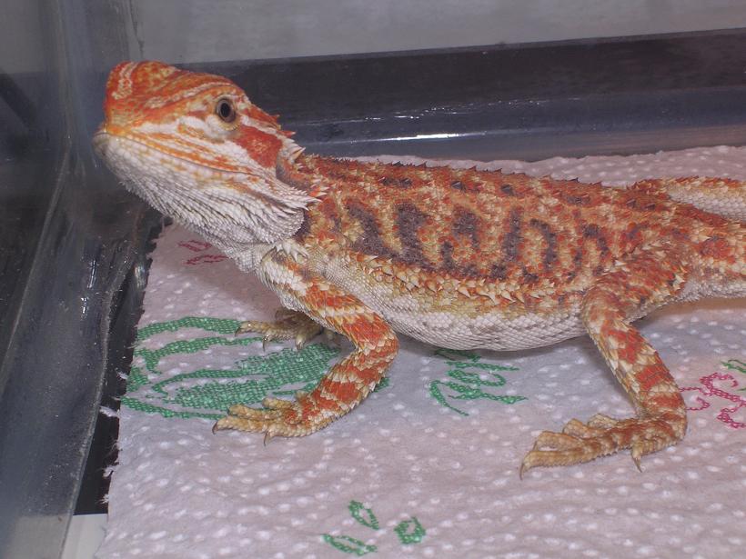 High Orange dragon-Smaug