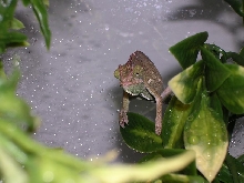Young Veiled Chameleon