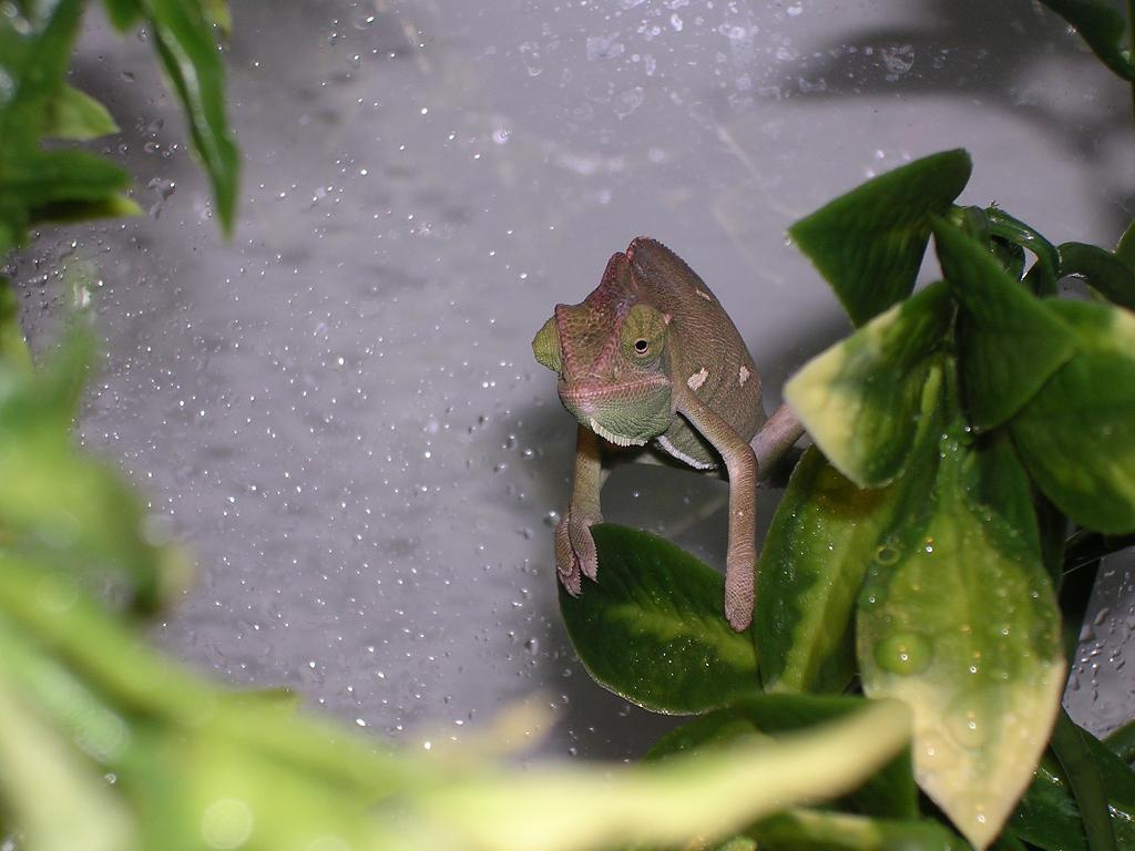 Young Veiled Chameleon