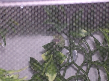 Chameleon Mouth open