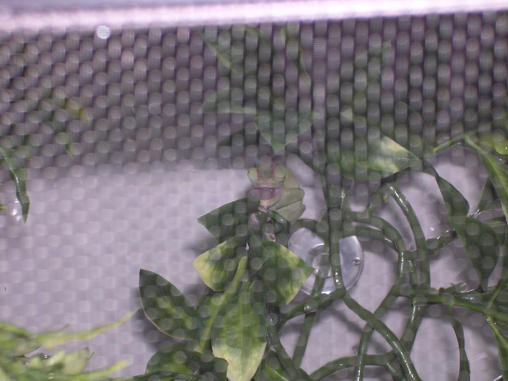 Chameleon Mouth open