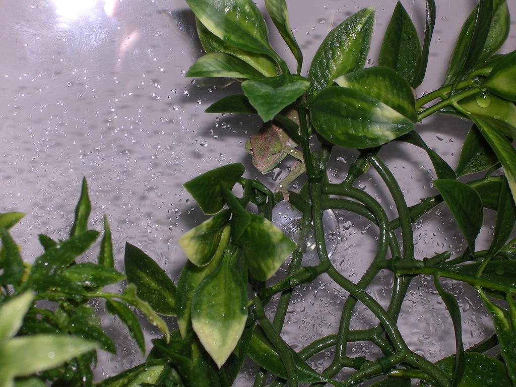 New Veiled Chameleon
