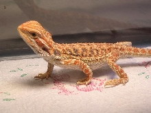 New High Orange Bearded