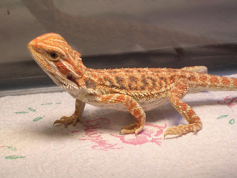 New High Orange Bearded