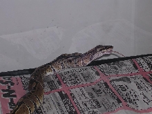 Wraith Eating