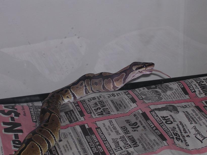 Wraith Eating
