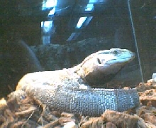 this is my black throat named  blacky