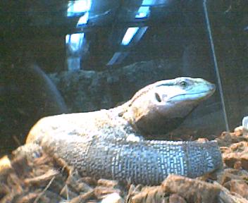 this is my black throat named  blacky