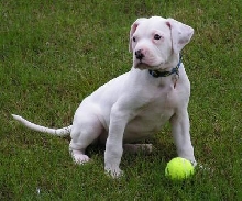 Jasper with ball