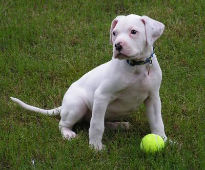 Jasper with ball