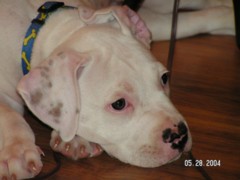 Jasper