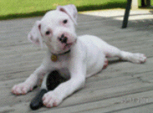 Jasper on the Deck
