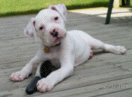 Jasper on the Deck