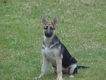 Heidi