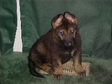 Caizer