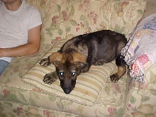 Cute Caizer