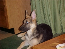 Sweet Heidi