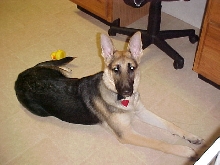 Sweet Heidi
