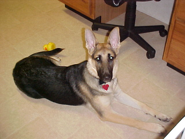 Sweet Heidi