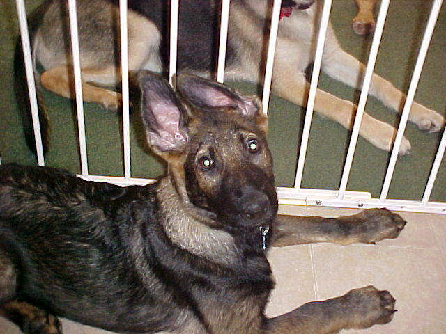 My ears are up!!!!!
