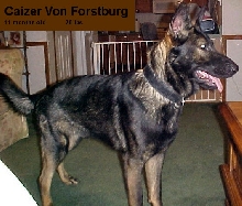 My Sable Male - Cai