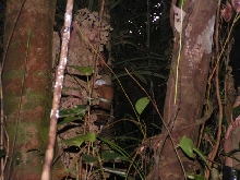 The most dangerous creature in Polillo!!
