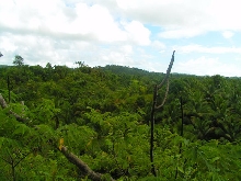Nice lush jungles of Polillo!
