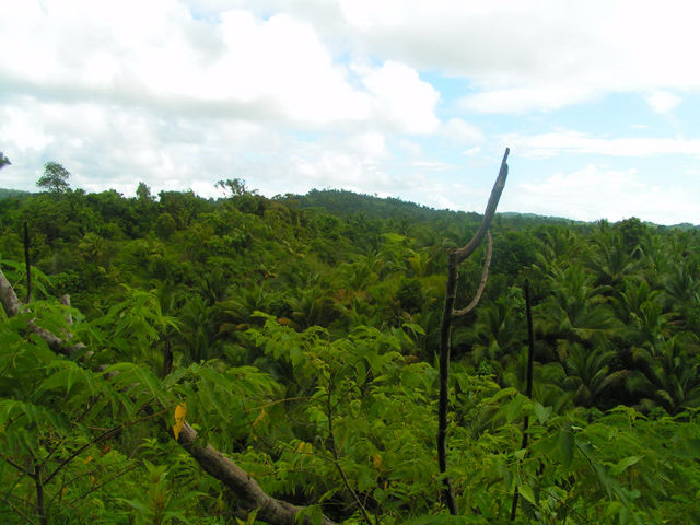 Nice lush jungles of Polillo!