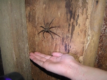 This nasty thing was living in the comfort room!
