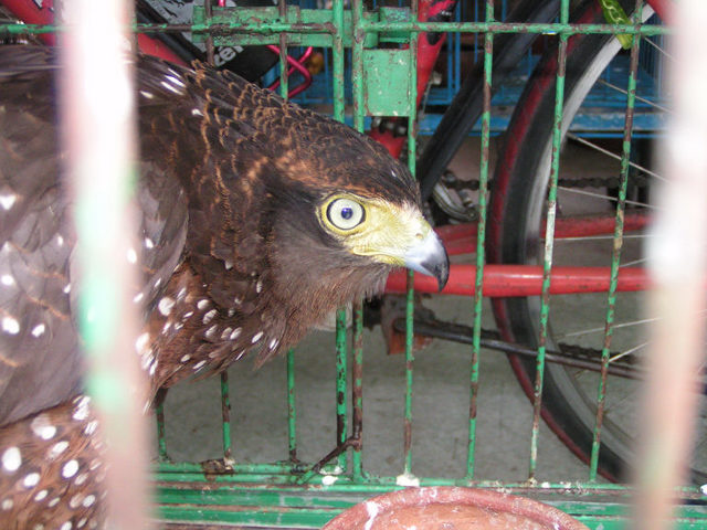 Serpent Eagle