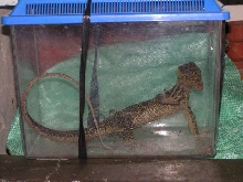 Varanus Olivaceus