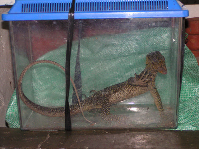 Varanus Olivaceus