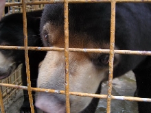 Head shot of the kissing sunbear
