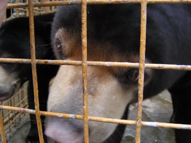 Head shot of the kissing sunbear