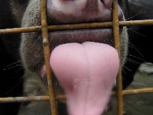 The sun bear that nearly ate my hand