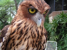 Really cute bird at zoo in the Philippines