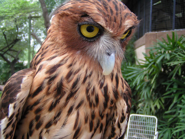 Really cute bird at zoo in the Philippines
