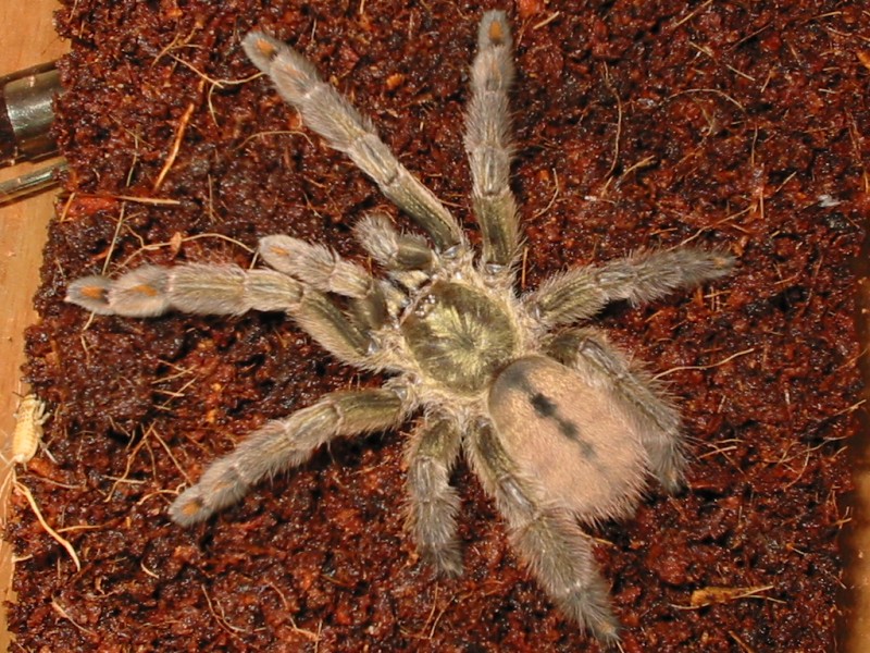 Cambridgei