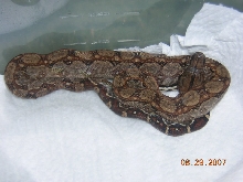 boa1