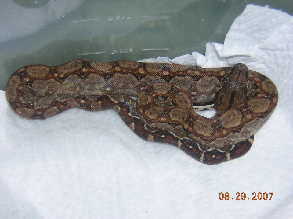 boa1
