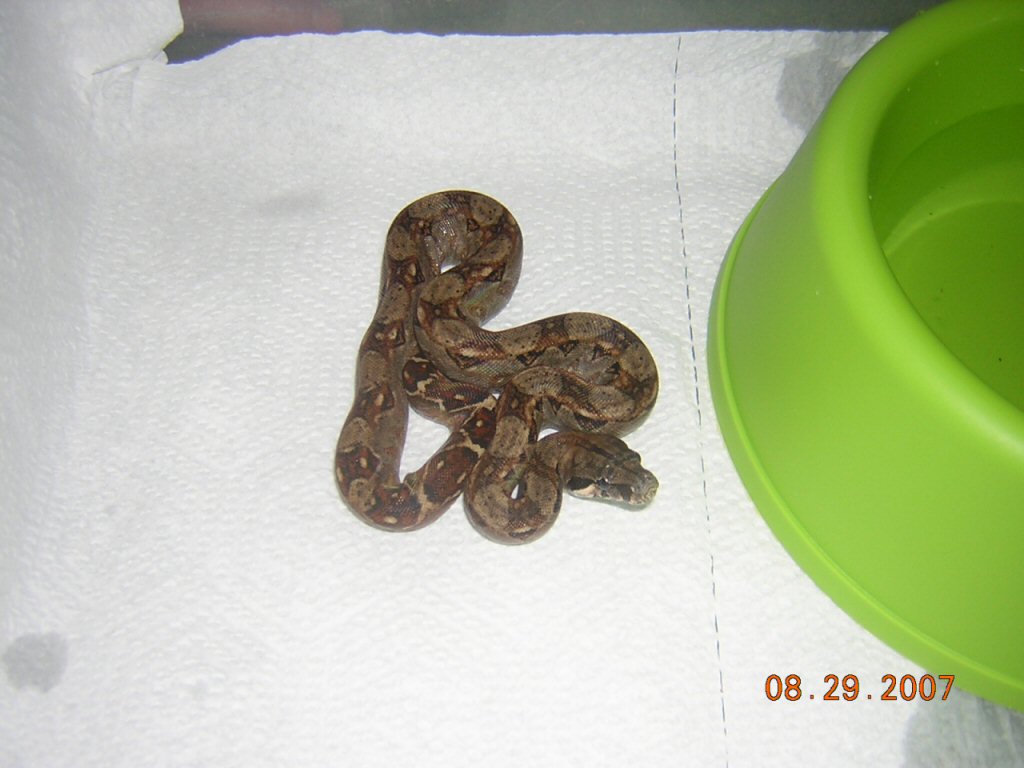 boa3