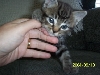 Buster P. Kitty