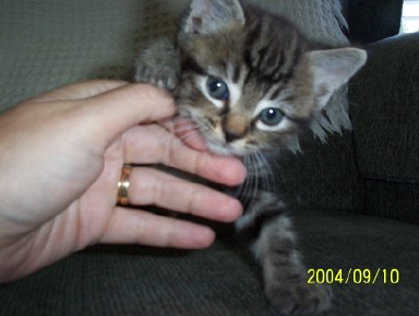Buster P. Kitty