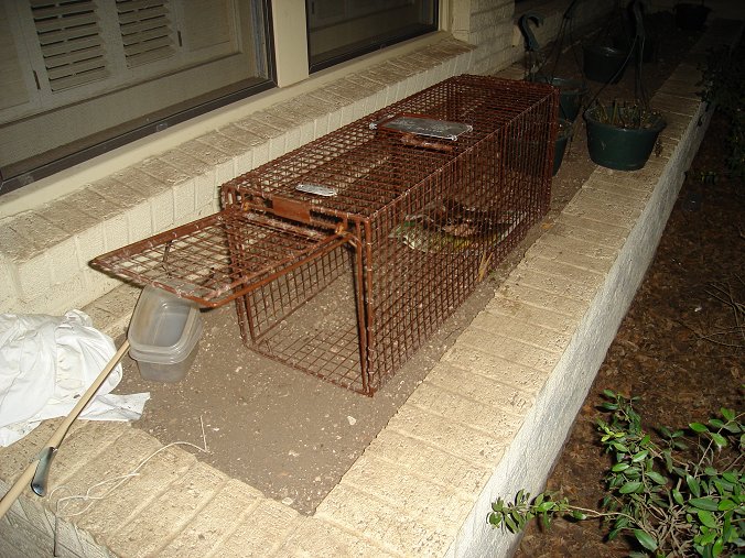 Mum's Trapping Ferals