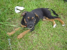 holly