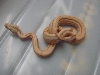 Albino Arabesque Male Possible Super