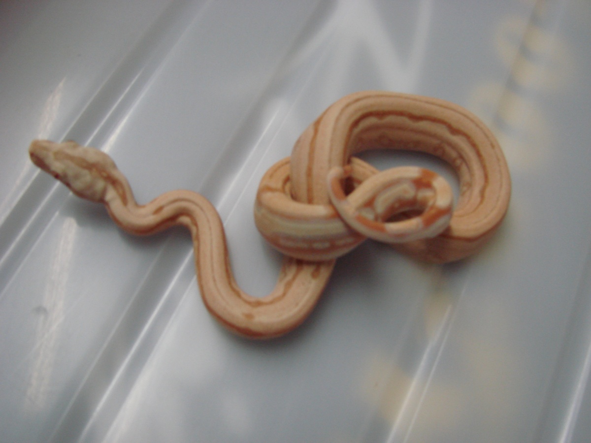 Albino Arabesque Male Possible Super