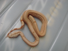 Albino Arabesque Male Possible Super