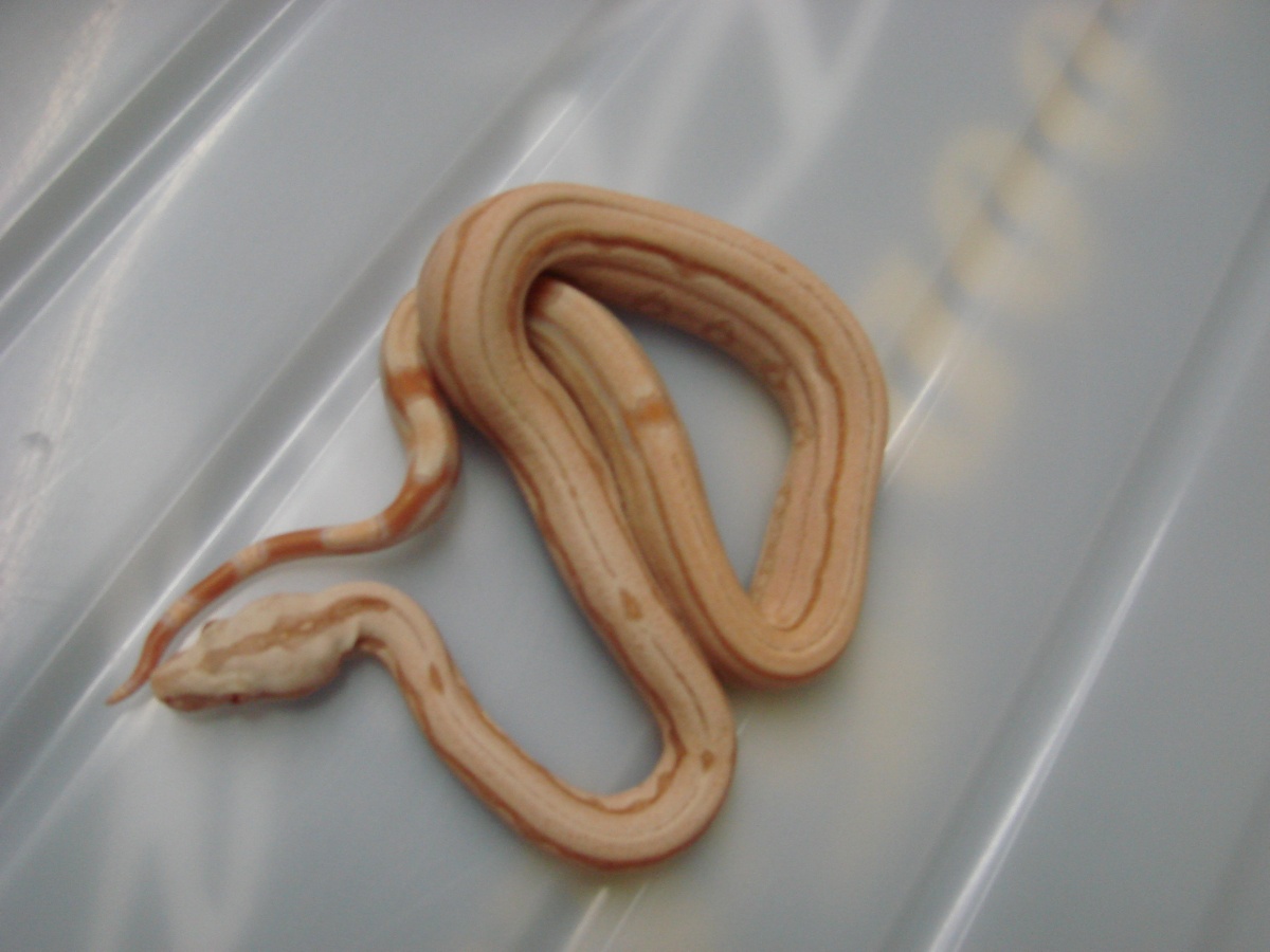 Albino Arabesque Male Possible Super