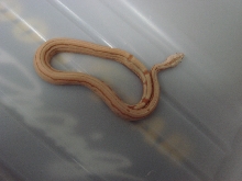 Albino Arabesque Male Possible Super